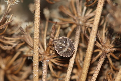 Ancyrosoma leucogrammes