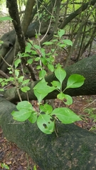 Forestiera