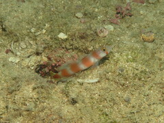 Amblyeleotris aurora