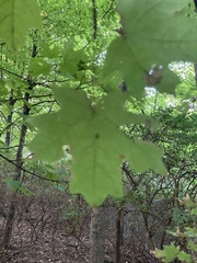 Acer floridanum