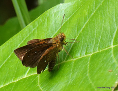 Iambrix salsala salsala