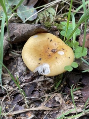 Russula claroflava