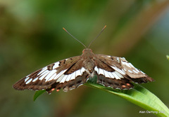 Euthalia adonia pinwilli