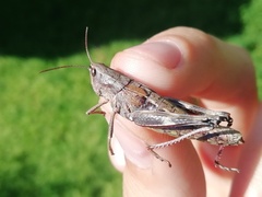 Podismopsis poppiusi