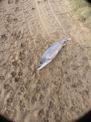 Salmo salar