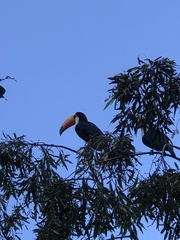Ramphastos toco