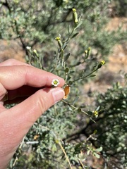 Montinia caryophyllacea