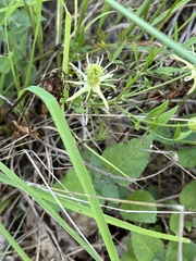 Clematis drummondii