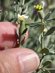 Montinia caryophyllacea