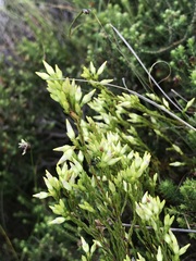 Erica lutea