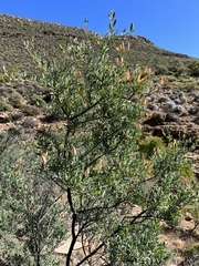 Montinia caryophyllacea