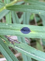 Asteromyia euthamiae