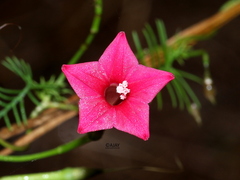 Ipomoea quamoclit