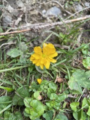 Ranunculus montanus