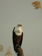 Haliaeetus vocifer