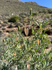 Montinia caryophyllacea