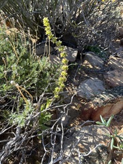 Crassula tomentosa