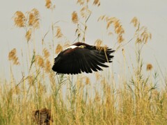 Haliaeetus vocifer