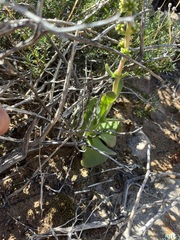 Crassula tomentosa