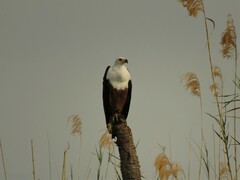 Haliaeetus vocifer