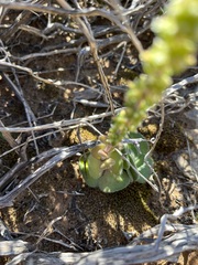 Crassula tomentosa