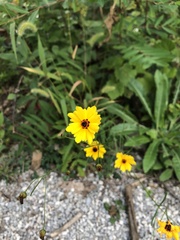 Coreopsis tinctoria