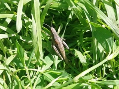 Podismopsis poppiusi