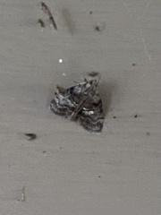 Pococera asperatella