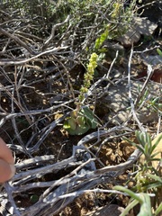 Crassula tomentosa