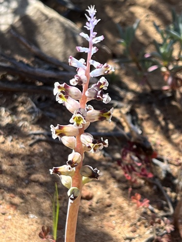 Lachenalia membranacea