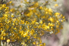 Senna artemisioides