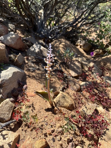 Lachenalia membranacea