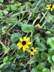 Rudbeckia triloba