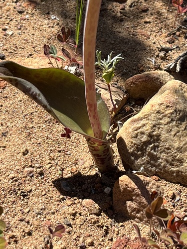 Lachenalia membranacea