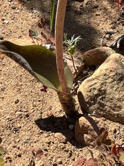 Lachenalia membranacea