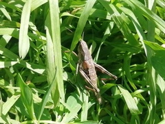 Podismopsis poppiusi