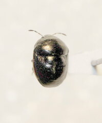 Corimelaena lateralis