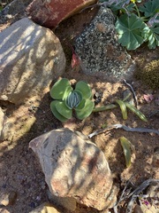 Crassula tomentosa