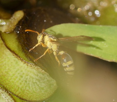 Ropalidia romandi