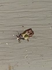 Eumarozia malachitana