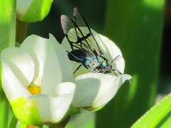 Nyridela acroxantha