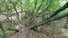 Forestiera