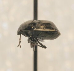 Corimelaena lateralis