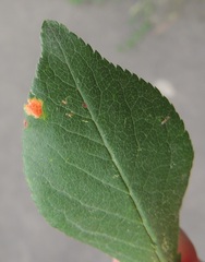 Polystigma rubrum