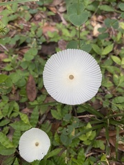 Leucocoprinus fragilissimus