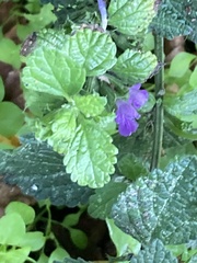 Ballota nigra