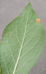 Polystigma rubrum