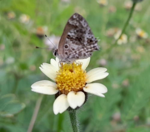 Gray-spotted Scrub-Hairstreak photo 2
