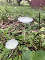 Leucocoprinus fragilissimus