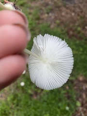 Leucocoprinus fragilissimus